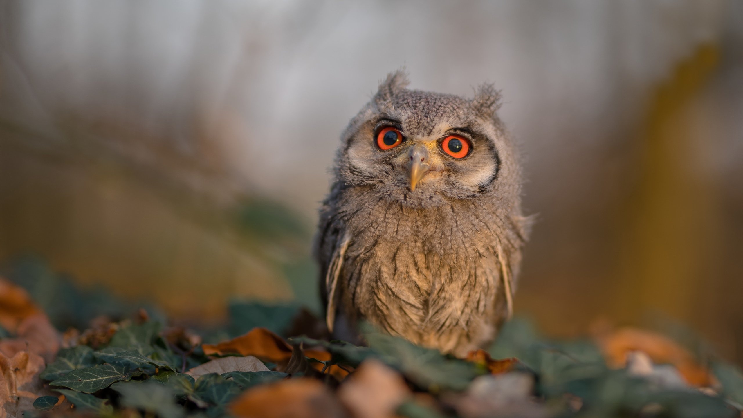 全国滑板极限挑战大会，街头青春的运动狂欢，极限滑板爱好者