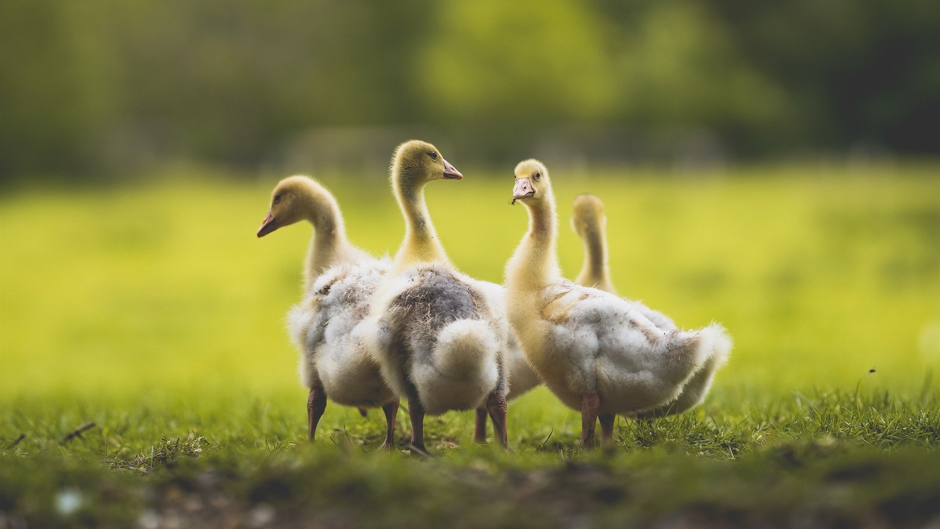 利物浦中场新星连续高光表现,未来可期,利物浦中场都有谁
