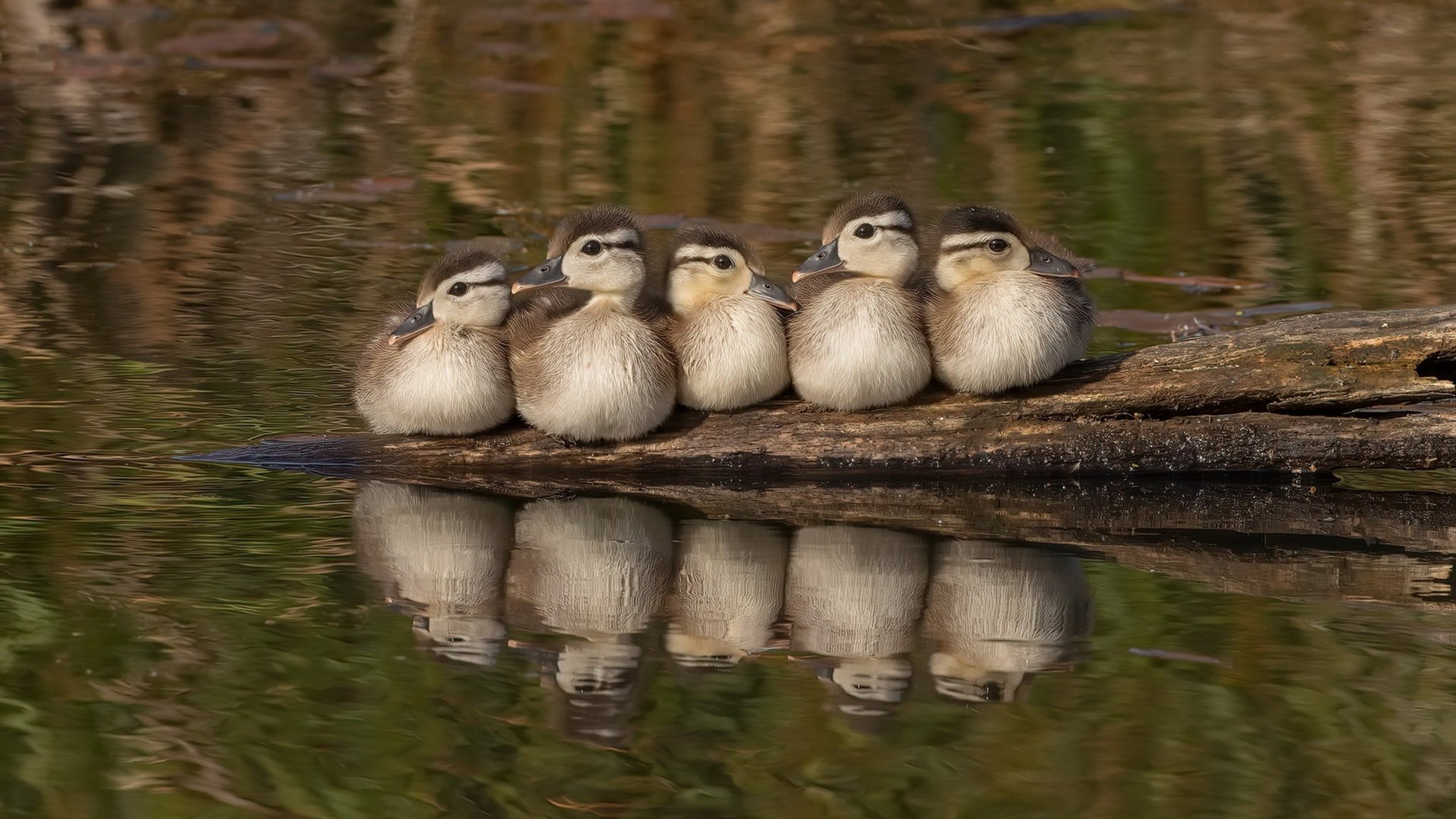 历史瞬间:库里在生涯关键战中多次扭转乾坤的精彩瞬间,库里的辉煌历史